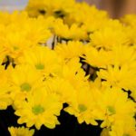 rivieraflor-geneve 1