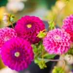 rivieraflor-geneve 5