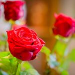 rivieraflor-geneve 6