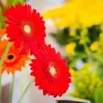 rivieraflor-geneve 9