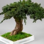 vegetal-trend-geneve 12