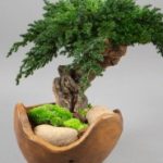 vegetal-trend-geneve 14