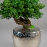 vegetal-trend-geneve 15