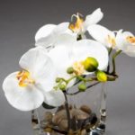 vegetal-trend-geneve 16