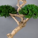 vegetal-trend-geneve 18