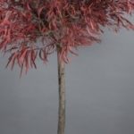 vegetal-trend-geneve 4