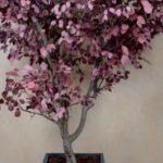 vegetal-trend-geneve 6