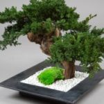 vegetal-trend-geneve 8